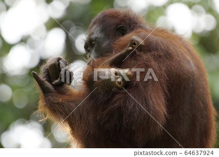 Orangutan Orangutan 64637924