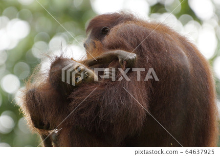 Orangutan Orangutan 64637925