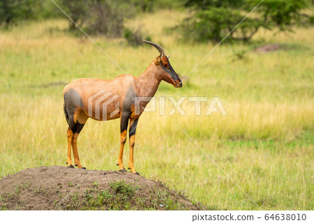 Topi stands on dirt mound in profile Topi stands on dirt mound in profile 64638010