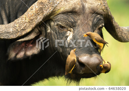 Three yellow-billed oxpeckers on Cape buffalo face 64638020