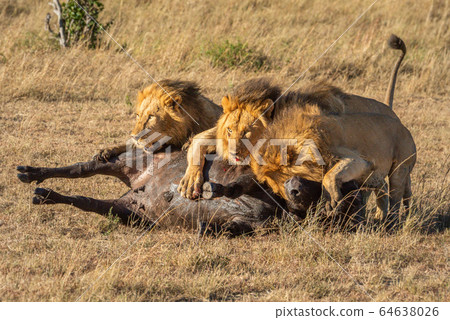 Three male lion lie on dead buffalo 64638026