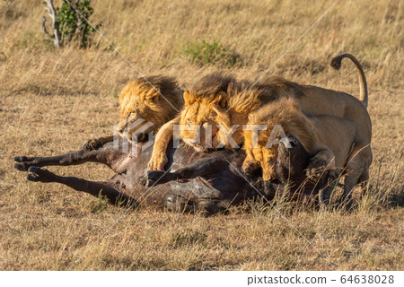 Three male lion lie on buffalo carcase Three male lion lie on buffalo carcase 64638028