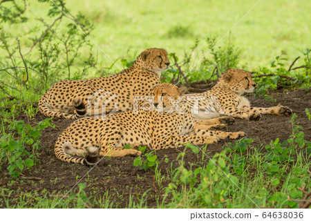 Three male cheetah lying down under tree 64638036
