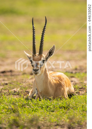 Thomson gazelle lies on grass facing camera Thomson gazelle lies on grass facing camera 64638062