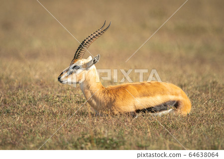 Thomson gazelle lies on grass in profile Thomson gazelle lies on grass in profile 64638064