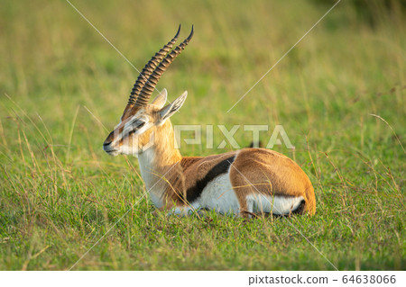 Thomson gazelle lies in grass facing left 64638066