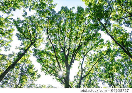 森林和太陽葉 64638767