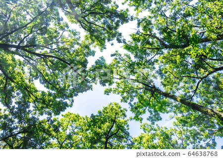 森林沐浴 64638768