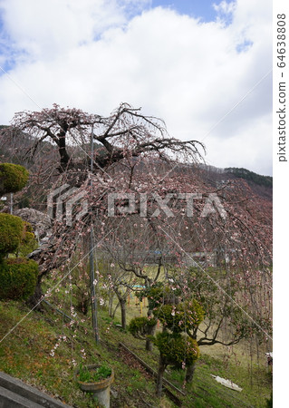 Sakura Moriokashidare in elementary school 64638808
