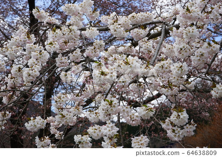 櫻花森岡橋小學 櫻花森岡橋小學 64638809