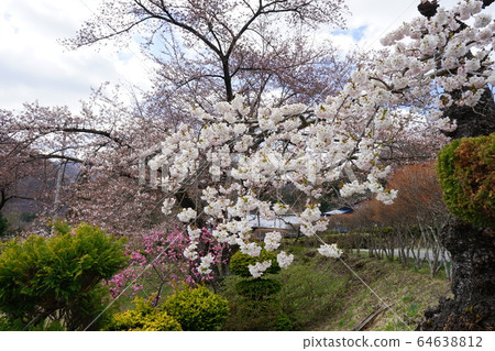 櫻花森岡橋小學 64638812