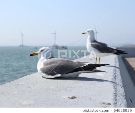 Seagull on the breakwater 64638939