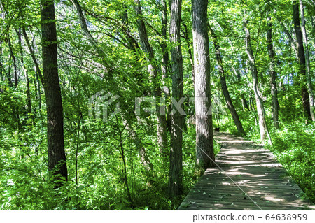 森林浴遠足 64638959