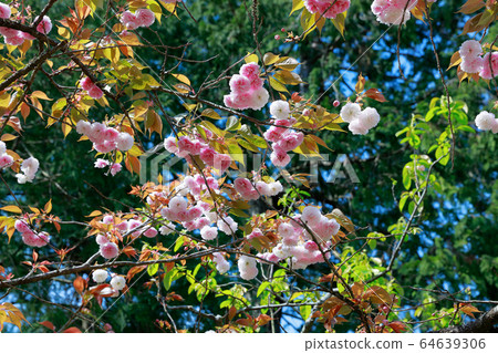雙櫻花 雙櫻花 64639306