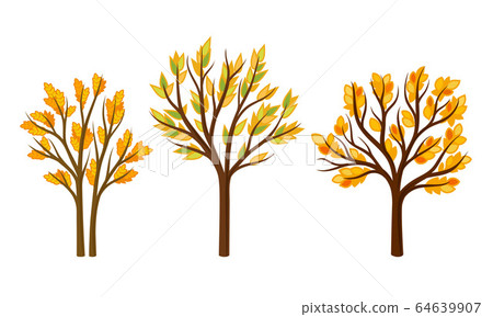Autumn Trees with Bright Orange Foliage Vector Set 64639907