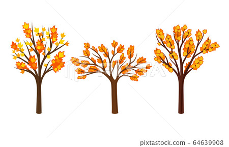 Autumn Trees with Bright Orange Foliage Vector Set 64639908