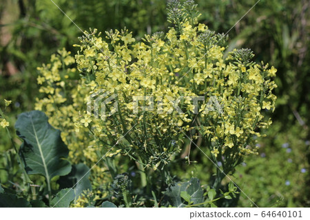 Broccoli flowers Broccoli flowers 64640101