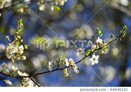 Spring background. Beautiful colorful blooming spring tree. Japanese cherry - Sakura. Nature background. Spring background. Beautiful colorful blooming spring tree. Japanese cherry - Sakura. Nature background. 64640181