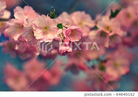 Spring background. Beautiful colorful blooming spring tree. Japanese cherry - Sakura. Nature background. Spring background. Beautiful colorful blooming spring tree. Japanese cherry - Sakura. Nature background. 64640182