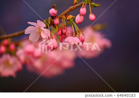 Spring background. Beautiful colorful blooming spring tree. Japanese cherry - Sakura. Nature background. Spring background. Beautiful colorful blooming spring tree. Japanese cherry - Sakura. Nature background. 64640183