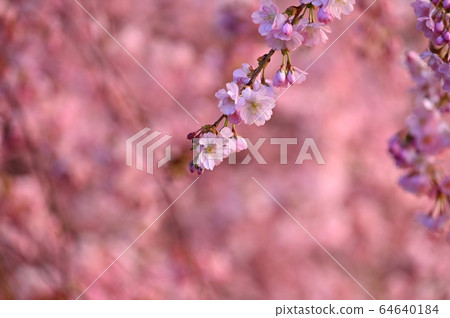 Spring background. Beautiful colorful blooming spring tree. Japanese cherry - Sakura. Nature background. 64640184