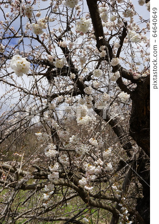Morio Kashidare in Niseki stone is almost in full bloom 64640649