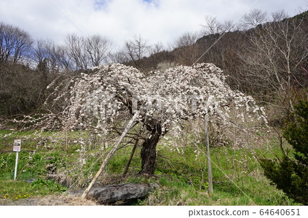 Morio Kashidare in Niseki stone is almost in full bloom 64640651