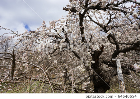 Morio Kashidare in Niseki stone is almost in full bloom 64640654