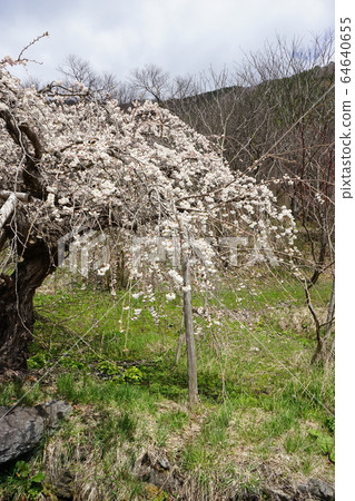 Morio Kashidare in Niseki stone is almost in full bloom Morio Kashidare in Niseki stone is almost in full bloom 64640655
