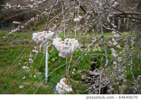 Morio Kashidare in Niseki stone is almost in full bloom 64640670