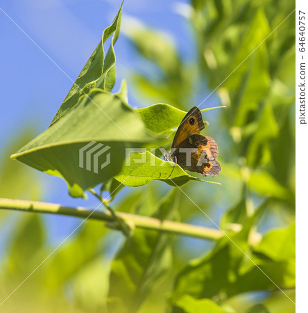 One butterfly on the green leaf on sunny day One butterfly on the green leaf on sunny day 64640757