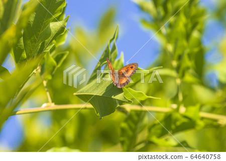 Beautiful butterfly on green leaf on sunny day Beautiful butterfly on green leaf on sunny day 64640758