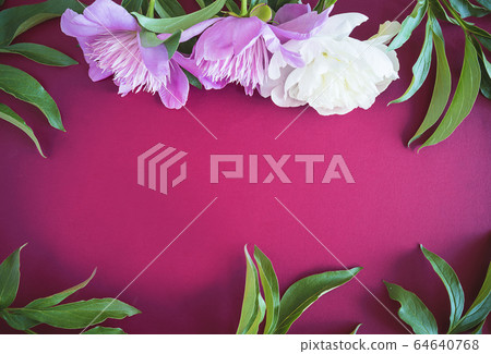 Beautiful floral background. Pink and white peonies on purple background Beautiful floral background. Pink and white peonies on purple background 64640768