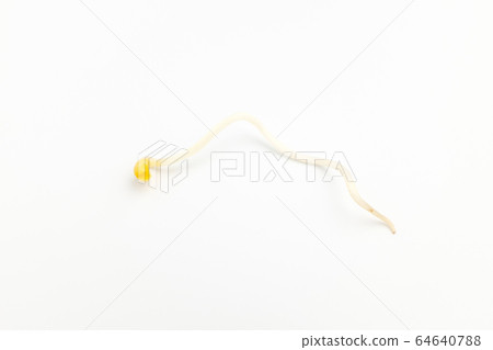豆芽 豆芽 64640788