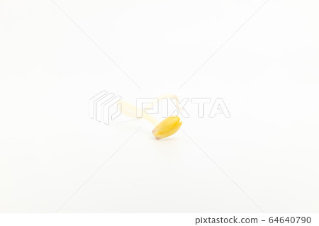 豆芽 豆芽 64640790
