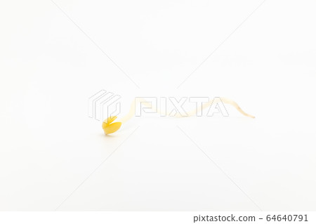 豆芽 豆芽 64640791