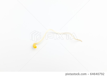 豆芽 豆芽 64640792