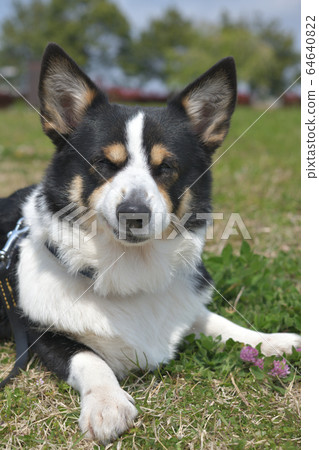 A Black Corgi That Looks Like A Human Even Stock Photo 64640822 Pixta