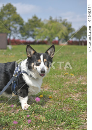 微笑在該字段中的黑色柯基犬圖片狗 微笑在該字段中的黑色柯基犬圖片狗 64640824