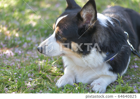 櫻花季節朝左的三色科基犬狗 64640825