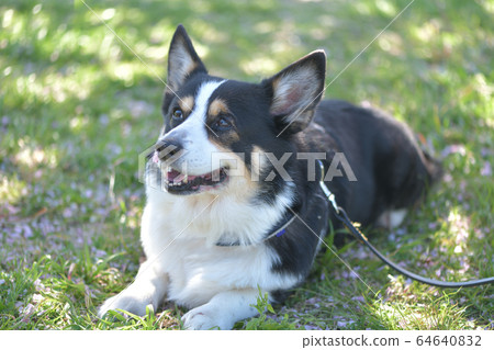 A black corgi taking a break during the cherry blossom season A black corgi taking a break during the cherry blossom season 64640832