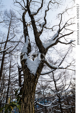 Large tree with snow Large tree with snow 64640917