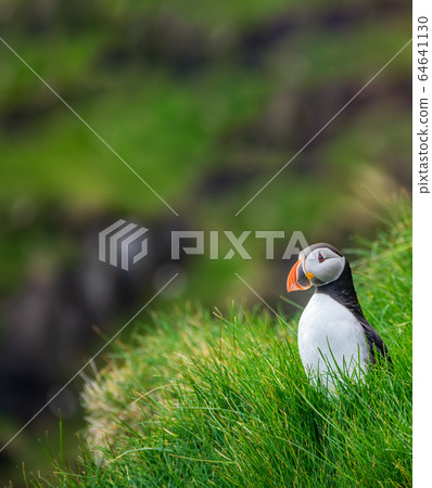 Puffin standing over the cliffs with blurred background 64641130