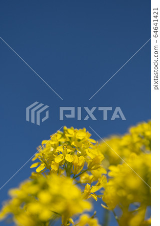 Spring rapeseed flowers and blue sky copy space 64641421