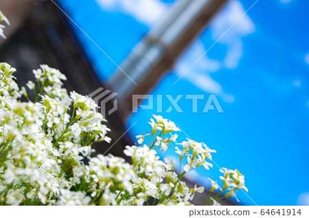 First spring flowers. 64641914