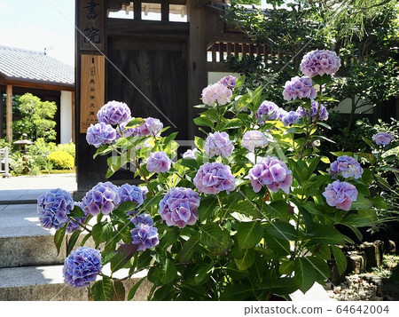 Kasakura · Hasedera Temple's hydrangea 64642004