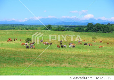 Hokkaido Ranch 64642249