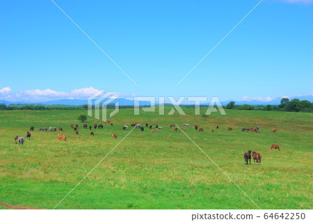 北海道牧場 64642250