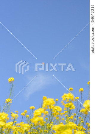 Skydiving and rape blossoms 64642315