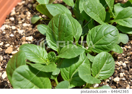 Home garden planter Komatsuna Home garden planter Komatsuna 64642365